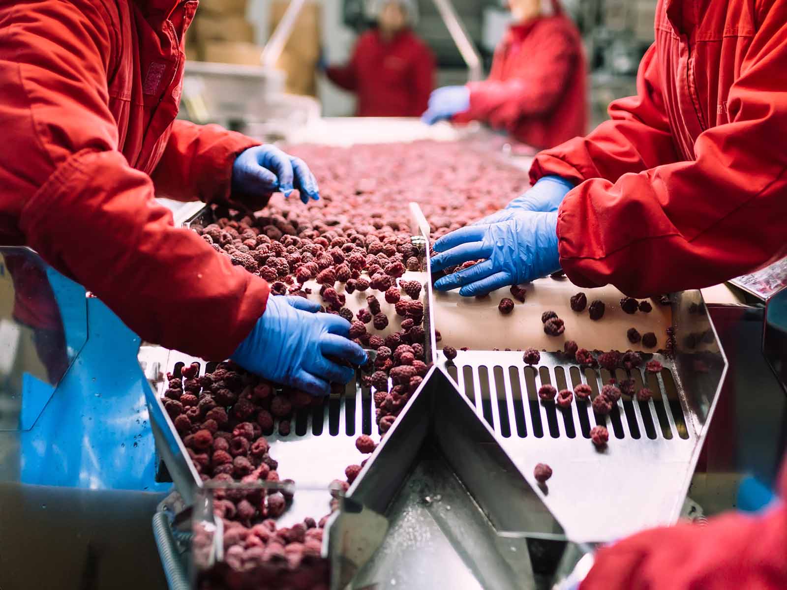 Process manufacturing of fruit