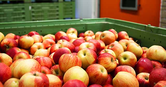 Create of apples in food processing facility representing the importance of shelf life management.